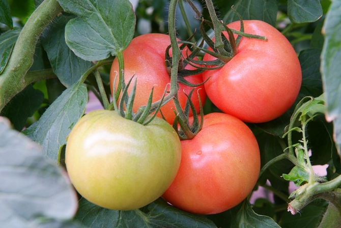 ずっしり実るトマト