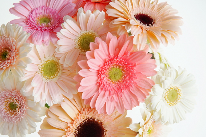 4月18日（良い花）はガーベラ記念日！
