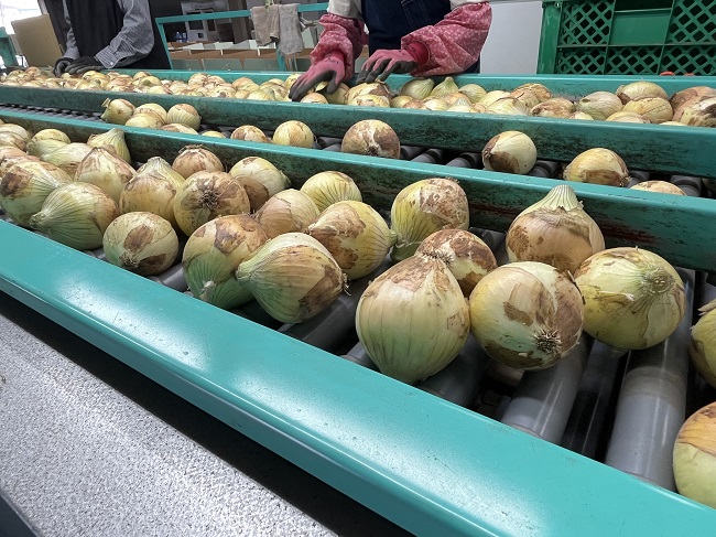 玉葱出荷開始してます！