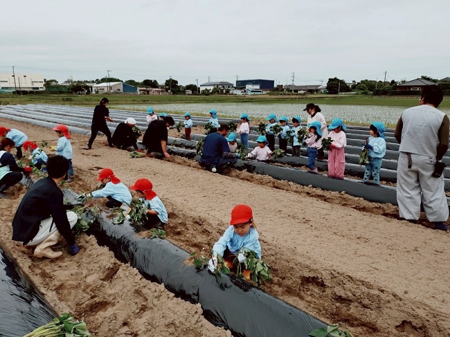 青年部にてサツマイモの苗を定植しました