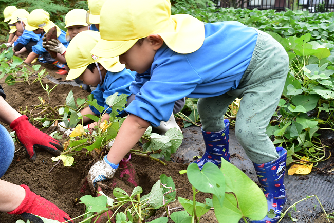 園児たちと芋ほり🍠（長南支部・白子支部）