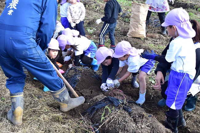 園児たちと芋ほり（本納支部）✨