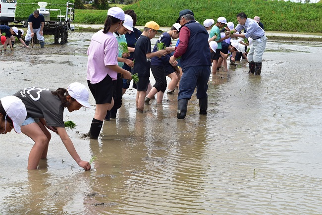 睦沢小学校田植え体験
