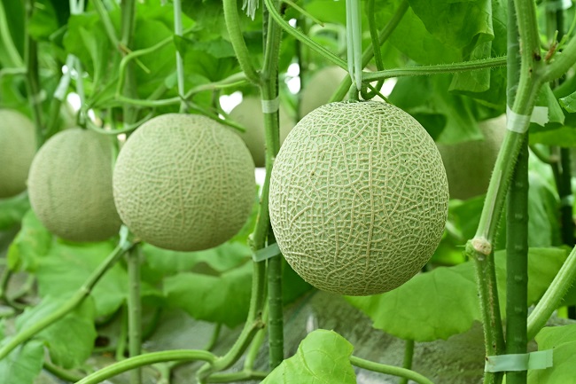 長生マスクメロン、最盛期を迎えています！