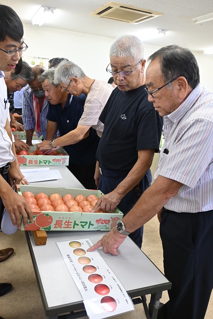 抑制越冬期トマト査定会