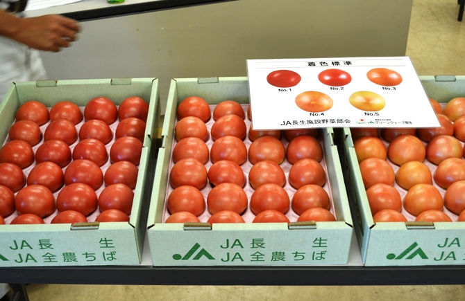 抑制トマトの出荷が始まりました。
