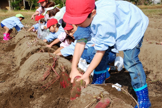 芋掘りを楽しむ園児たち