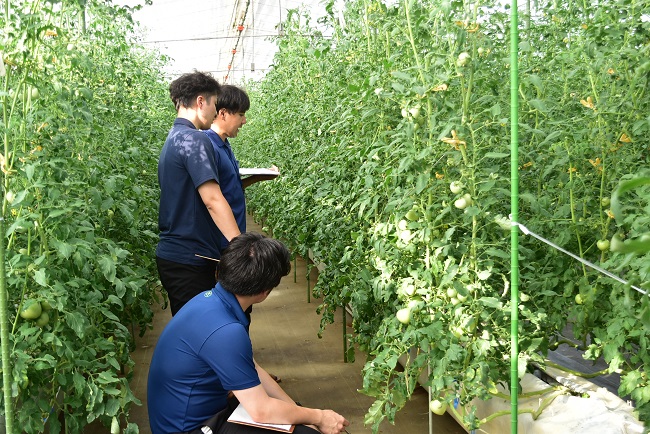 抑制トマト立毛共進会