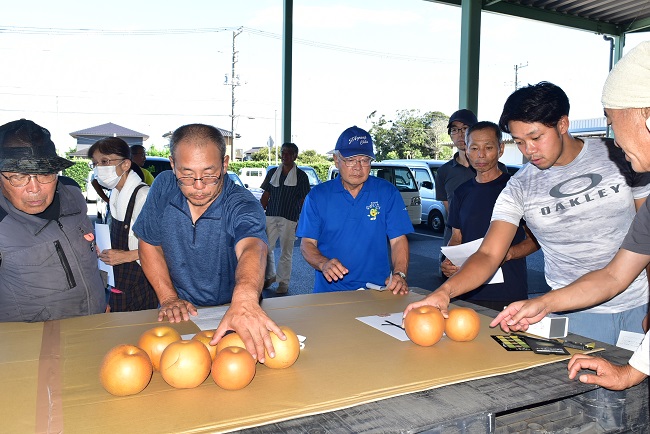 「ながいき梨」新高目揃え会